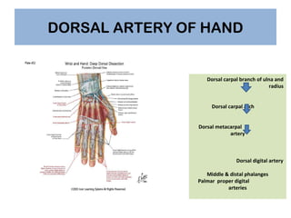 DORSAL ARTERY OF HAND

Dorsal carpal branch of ulna and
radius
Dorsal carpal arch
Dorsal metacarpal
artery

Dorsal digital...