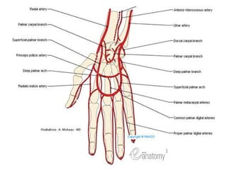 ARTERIES
B. Ulnar Artery
Enters the palm on the lateral side of the ulnar nerve superficial to
the flexor retinaculum
- pa...