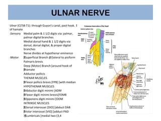 MEDIAN NERVE
Median (C(5)6-T1) : runs through carpal tunnel, then
( cutaneous branches off at (risk in Carpal Tunnel relea...