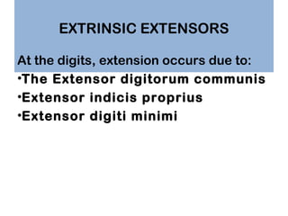 EXTRINSIC EXTENSORS
At the digits, extension occurs due to:
•The Extensor digitorum communis
•Extensor indicis proprius
•E...