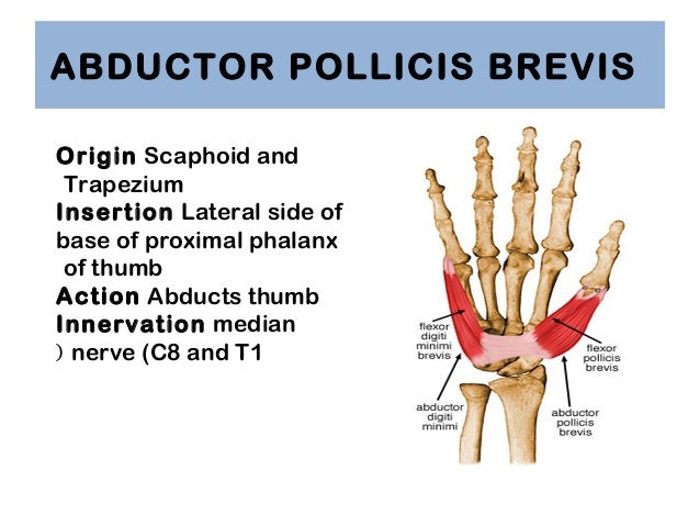 Anatomy of Hand