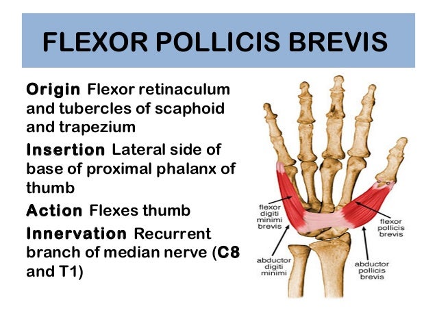 Thenar Muscles Origin And Insertion