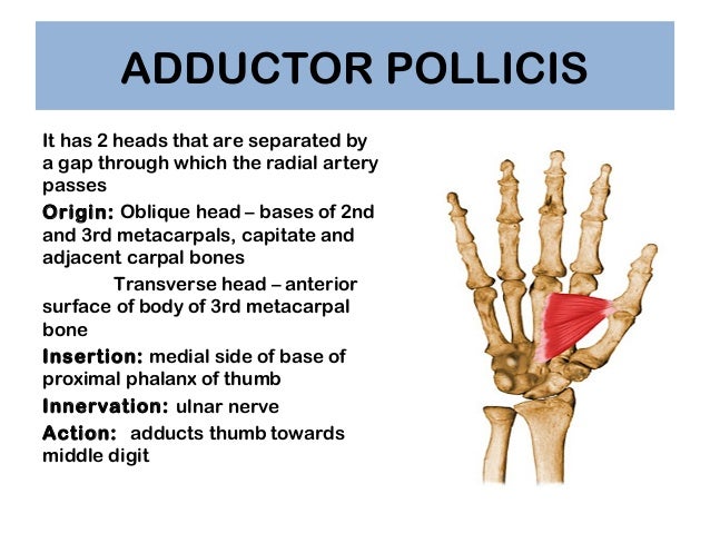 Anatomy of Hand Anatomy of Hand
