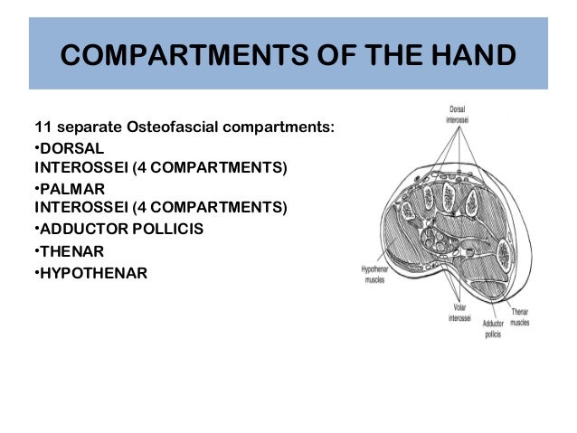 compartments of hand compartments of hand