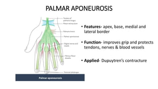 PALMAR APONEUROSIS
• Features- apex, base, medial and
lateral border
• Function- improves grip and protects
tendons, nerves & blood vessels
• Applied- Dupuytren’s contracture
 