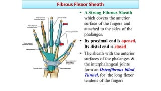 FIBROUS FLEXOR SHEATH
 