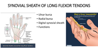 SYNOVIAL SHEATH OF LONG FLEXOR TENDONS
• Ulnar bursa
• Radial bursa
• Digital synovial sheath
• Functions
 