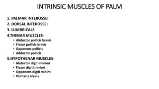 INTRINSIC MUSCLES OF PALM
1. PALMAR INTEROSSEI
2. DORSAL INTEROSSEI
3. LUMBRICALS
4.THENAR MUSCLES-
• Abductor pollicis brevis
• Flexor pollicis brevis
• Opponens pollicis
• Adductor pollicis
5.HYPOTHENAR MUSCLES-
• Abductor digiti minimi
• Flexor digiti minimi
• Opponens digiti minimi
• Palmaris brevis
 