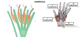 LUMBRICALS
 