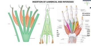 INSERTION OF LUMBRICAL AND INTEROSSEI
 