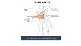 THENAR MUSCLES-
 