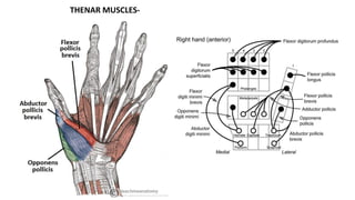 THENAR MUSCLES-
 