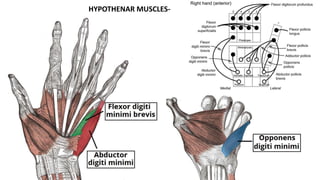 HYPOTHENAR MUSCLES-
 
