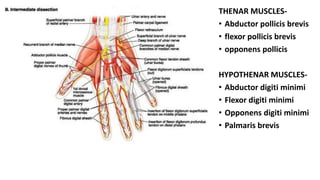 THENAR MUSCLES-
• Abductor pollicis brevis
• flexor pollicis brevis
• opponens pollicis
HYPOTHENAR MUSCLES-
• Abductor digiti minimi
• Flexor digiti minimi
• Opponens digiti minimi
• Palmaris brevis
 