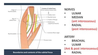 NERVES
• ULNAR
• MEDIAN
(ant interosseous)
• RADIAL
(post interosseous)
ARTERY
• BRACHIAL
• ULNAR
(Ant & post interosseous)
• RADIAL
 