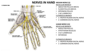 MEDIAN NERVE (5)
MUSCULAR BRANCH
• ABDUCTOR POLLICIS BREVIS
• FLEXOR POLLICIS BREVIS
• OPPONENS POLLICS
• 1 &2 LUMBRICALS
CUTANEOUS BRANCH
• 3- PROPER PALMAR DIGITAL NERVE
• 2- COMMON DIGITAL NERVE
ULNAR NERVE (15)
MUSCULAR BRANCH
• ADDUCTOR POLLICS
• HYPOTHENAR MUSCLES
• 3 & 4 LUMBRICALS
• INTEROSSEI
CUTANEOUS BRANCH
• 1- PROPER PALMAR DIGITAL NERVE
• 1- COMMON DIGITAL NERVE
NERVES IN HAND
 