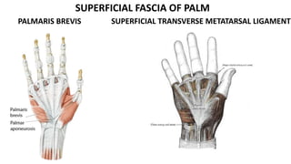 PALMARIS BREVIS
SUPERFICIAL FASCIA OF PALM
SUPERFICIAL TRANSVERSE METATARSAL LIGAMENT
 