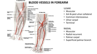 ULNAR
• Muscular
• Ant & post ulnar collateral
• Common interosseous
• Ulnar carpal
• Terminal
RADIAL
• Muscular
• Radial recurrent
• Palmar carpal
• Superficial palmar branch
BLOOD VESSELS IN FOREARM
 