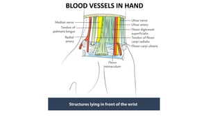 BLOOD VESSELS IN HAND
 
