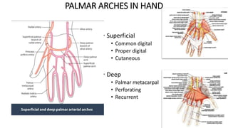 PALMAR ARCHES IN HAND
• Superficial
• Common digital
• Proper digital
• Cutaneous
• Deep
• Palmar metacarpal
• Perforating
• Recurrent
 