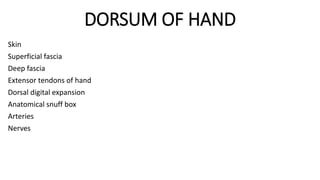 DORSUM OF HAND
Skin
Superficial fascia
Deep fascia
Extensor tendons of hand
Dorsal digital expansion
Anatomical snuff box
Arteries
Nerves
 