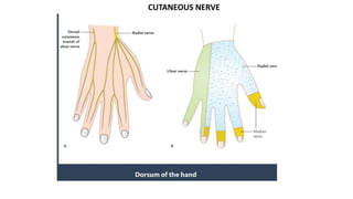 CUTANEOUS NERVE
 
