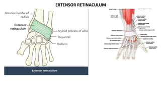 EXTENSOR RETINACULUM
 