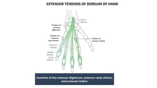 EXTENSOR TENDONS OF DORSUM OF HAND
 