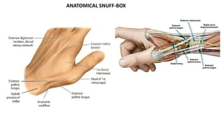 ANATOMICAL SNUFF-BOX
 