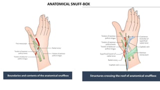 ANATOMICAL SNUFF-BOX
 