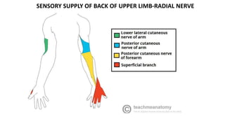 SENSORY SUPPLY OF BACK OF UPPER LIMB-RADIAL NERVE
 