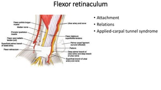 Flexor retinaculum
• Attachment
• Relations
• Applied-carpal tunnel syndrome
 