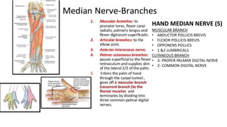 HAND MEDIAN NERVE (5)
MUSCULAR BRANCH
• ABDUCTOR POLLICIS BREVIS
• FLEXOR POLLICIS BREVIS
• OPPONENS POLLICS
• 1 &2 LUMBRICALS
CUTANEOUS BRANCH
• 3- PROPER PALMAR DIGITAL NERVE
• 2- COMMON DIGITAL NERVE
 