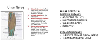 ULNAR NERVE (15)
MUSCULAR BRANCH
• ADDUCTOR POLLICIS
• HYPOTHENAR MUSCLES
• 3 & 4 LUMBRICALS
• INTEROSSEI
CUTANEOUS BRANCH
• 1- PROPER PALMAR DIGITAL NERVE
• 1- COMMON DIGITAL NERVE
 