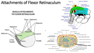 Attachments of Flexor Retinaculum
 