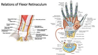 Relations of Flexor Retinaculum
 