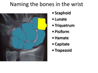 Naming the bones in the wrist
• Scaphoid
• Lunate
• Triquetrum
• Pisiform
• Hamate
• Capitate
• Trapezoid
 