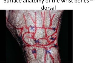 Surface anatomy of the wrist bones –
dorsal
 