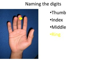 Naming the digits
•Thumb
•Index
•Middle
•Ring
 