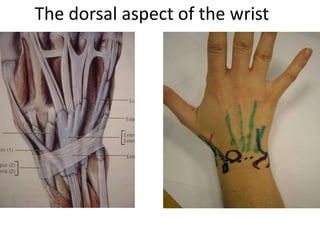 The dorsal aspect of the wrist
 