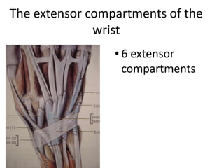 The extensor compartments of the
wrist
• 6 extensor
compartments
 