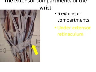 The extensor compartments of the
wrist
• 6 extensor
compartments
• Under extensor
retinaculum
 