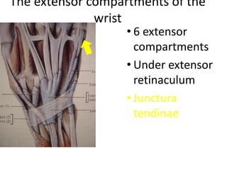 The extensor compartments of the
wrist
• 6 extensor
compartments
• Under extensor
retinaculum
• Junctura
tendinae
 