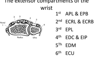 The extensor compartments of the
wrist
1st APL & EPB
2nd ECRL & ECRB
3rd EPL
4th EDC & EIP
5Th EDM
6th ECU
 