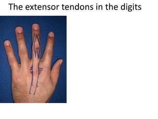 The extensor tendons in the digits
 