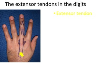 The extensor tendons in the digits
• Extensor tendon
 