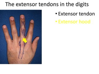 The extensor tendons in the digits
• Extensor tendon
• Extensor hood
 