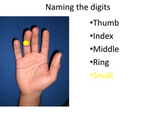 Naming the digits
•Thumb
•Index
•Middle
•Ring
•Small
 