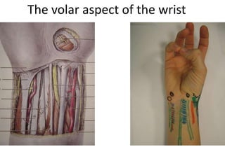 The volar aspect of the wrist
 
