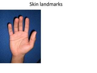 Skin landmarks
 